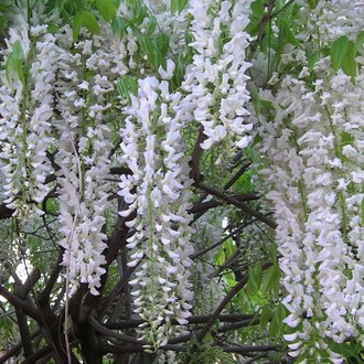 Glycine du Japon 'Alba' (Wisteria Floribunda Alba) - Conteneur 1,5L