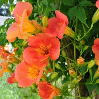 Bignone 'Grandiflora' (Campsis 'Grandiflora') - Conteneur 3L - Taille 20/40cm