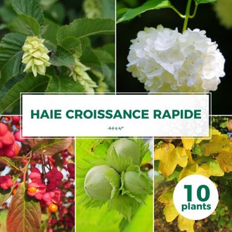 Kit Haie Croissance Rapide - 10 Jeunes Plants - 10 jeunes plants : taille 20/40cm