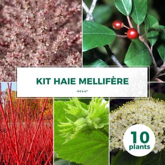 Kit Haie Mellifère - 10 Jeunes Plants - 10 jeunes plants : taille 20/40cm