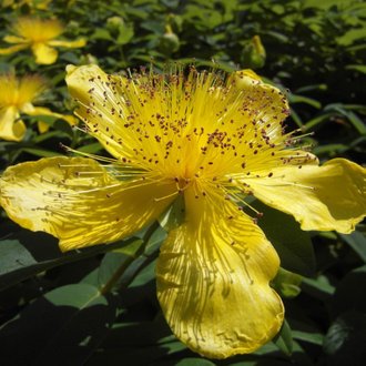 Millepertuis Rampant à Grandes Fleurs (Hypericum Calycinum) - Godet - Taille 13/25cm
