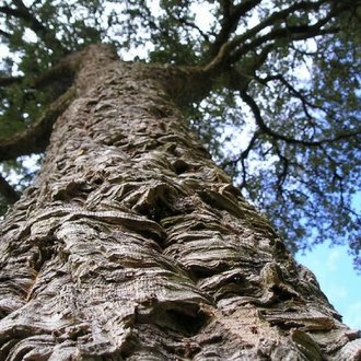 Chêne Liège (Quercus Suber) - Godet - Taille 13/25cm