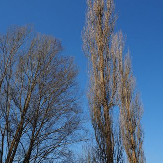 Peuplier Noir d'Italie (Populus Nigra Italica) - Godet - Taille 20/40cm