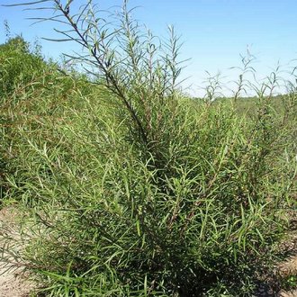 Saule à feuilles de Romarin (Salix Rosmarinifolia) - Godet - Taille 20/40cm