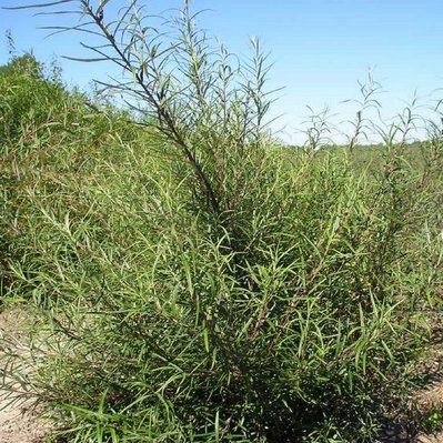 Saule à feuilles de Romarin (Salix Rosmarinifolia) - Godet - Taille 20/40cm - 208_167 - 3546868961567