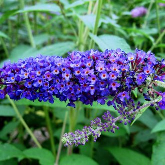 Arbre à Papillons  (Buddleia Davidii 'Empire Blue') - Godet - Taille 20/40cm