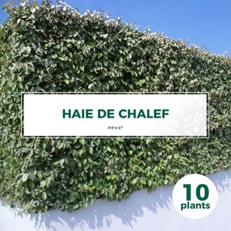 10 Chalef (Eleagnus Ebbingei) - Haie de Chalef - 10 jeunes plants : taille 30/50cm