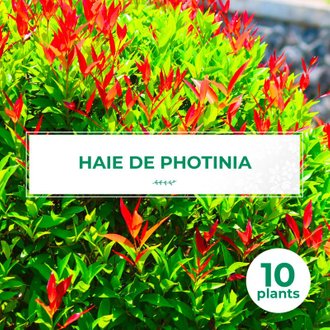 10 Photinia (Photinia Fraseri 'Red Robin') - Haie de Photinia Red Robin - 10 jeunes plants : taille 20/40cm
