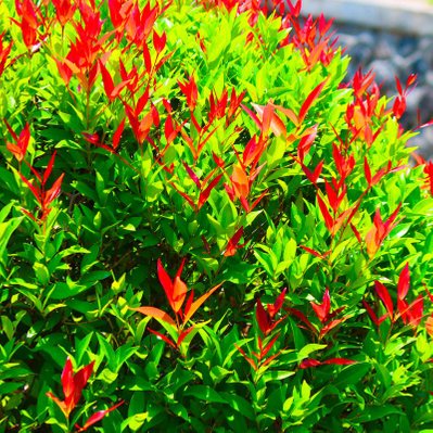10 Photinia (Photinia Fraseri 'Red Robin') - Haie de Photinia Red Robin - 10 jeunes plants : taille 20/40cm - 571_1100 - 3546860003913