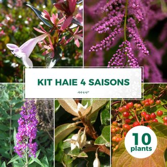 Kit Haie 4 Saisons - 10 Jeunes Plants - 10 jeunes plants : taille 20/40cm