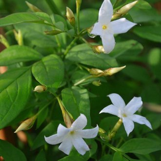 Jasmin Blanc (Jasminum Officinalis) - Conteneur 1,5L