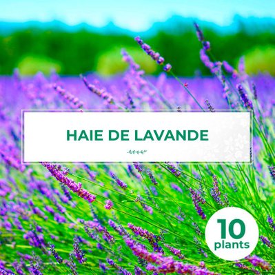 10 Lavande (Lavandula 'Angustifolia') - Haie de Lavande - 10 jeunes plants : taille 10/15cm - 727_1097 - 3546860004255
