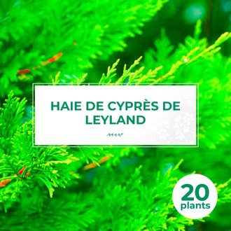20 Cyprès De Leyland (Cupressocyparis Leylandii) - Haie de Cyprès de Leyland - 20 jeunes plants : taille 20/40cm