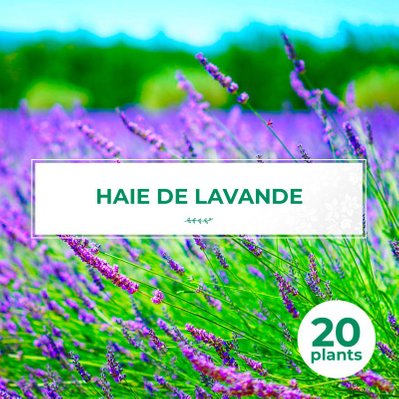 20 Lavandes (Lavandula 'Angustifolia') - Haie de Lavande - 20 jeunes plants : taille 10/15cm - 866_1146 - 3546860004750