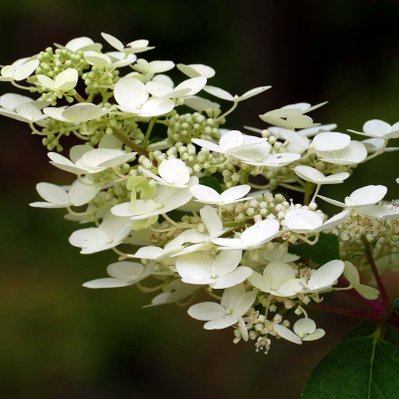 Hortensia Paniculé 'Kyushu' (Hydrangea Paniculata 'Kyushu') - Godet - Taille 13/25cm - 922_1211 - 3546860005955