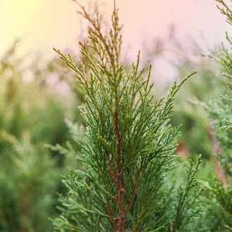 Genévrier Skyrocket (Juniperus Scopulorum Skyrocket) - Godet - Taille 13/25cm