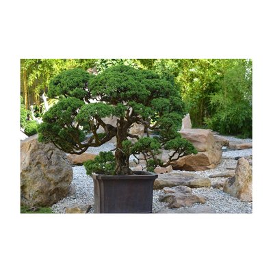 Terreau pour bonsaïs 3kg (Lot de 3) - 52411 - 3700866343408