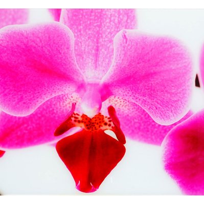 Tableau sur verre motif orchidée décoration à suspendre DEC04021 - dec04021 - 3000019515981